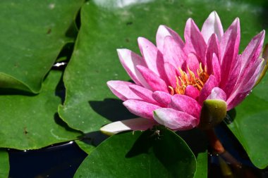 Bahçedeki güzel nilüfer çiçeği 
