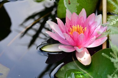 Bahçedeki güzel nilüfer çiçeği 