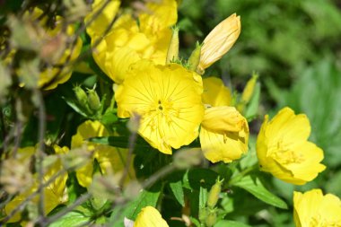 güzel sarı çiçekler bahçede büyüyen