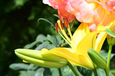 Bahçedeki sarı zambak çiçeği 