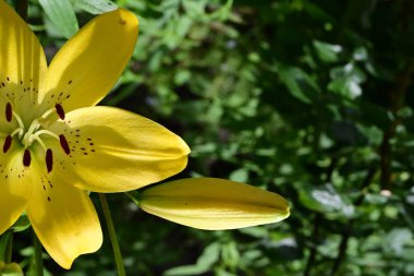 Bahçedeki sarı zambak çiçeği 