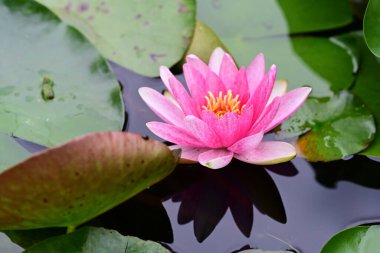 Pembe nilüfer çiçeği gölette çiçek açıyor, yaz doğasında.