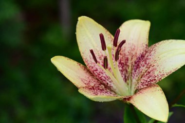 Kapalı - bahçede büyüyen güzel zambak manzarası