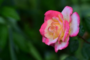 Bahçede yağmur damlalarıyla güzel bir gül