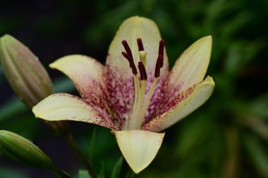 Gündüz vakti bahçede güzel zambakların yakın çekimi. 