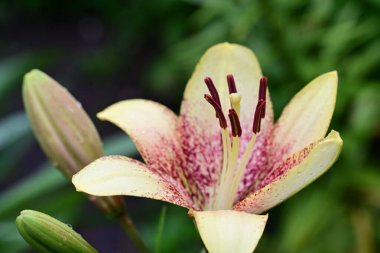 Gündüz vakti bahçede güzel zambakların yakın çekimi. 