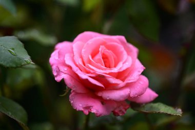 Bahçede yağmur damlalarıyla güzel bir gül