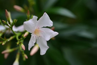 Bahçedeki güzel beyaz çiçekler