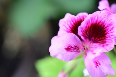 Bahçede yetişen pembe çiçeklere yakın.