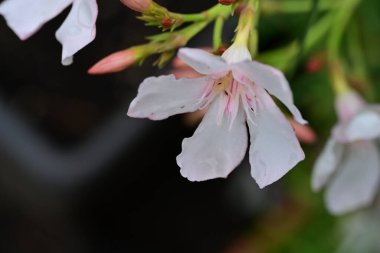 Bahçede açan güzel çiçeklerin yakın plan görüntüsü, çiçek arkaplanı.                      