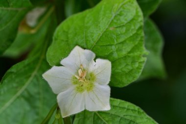 Bahçedeki güzel beyaz çiçekler