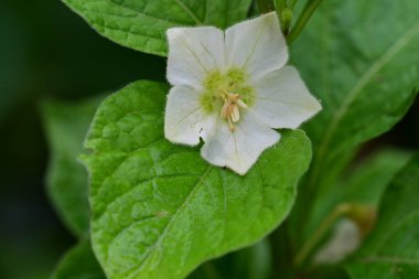 Bahçedeki güzel beyaz çiçekler