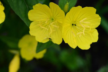 Bahçedeki güzel sarı çiçekler