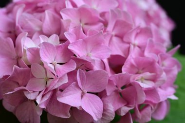 Yaz bahçesinde büyüyen harika pembe çiçekler.