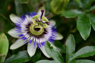 # Bahçedeki güzel çiçekleri #