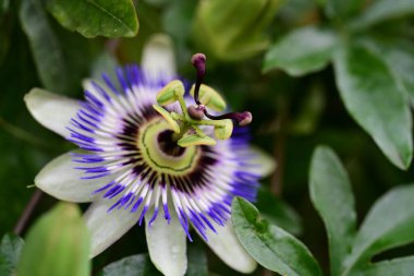 # Bahçedeki güzel çiçekleri #