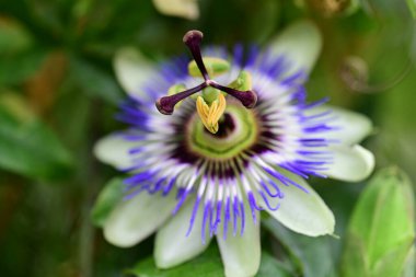 # Bahçedeki güzel çiçekleri #