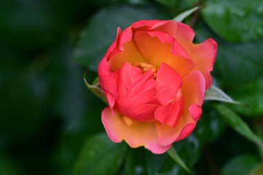 Bahçede güzel bir gül