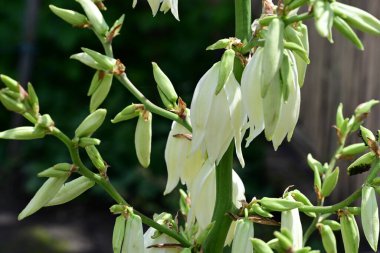 Bahçedeki güzel beyaz çiçekler