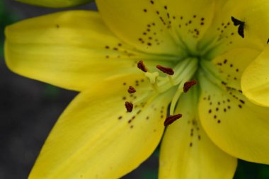 Yaz bahçesinde sarı zambak 