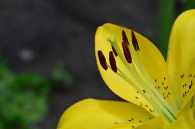 Yaz bahçesinde sarı zambak 