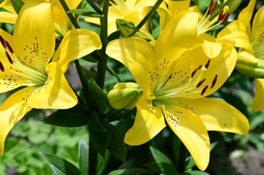 Yaz bahçesinde sarı zambak 