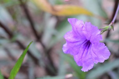 Bahçede büyüyen muhteşem mor çiçekler