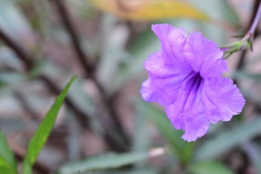 Bahçede büyüyen muhteşem mor çiçekler