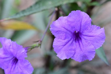 Bahçede büyüyen muhteşem mor çiçekler