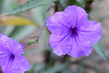 Bahçede büyüyen muhteşem mor çiçekler