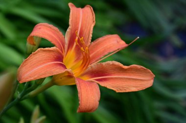 Bahçede turuncu zambak çiçeği