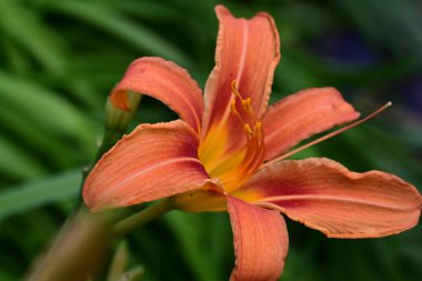 Bahçede turuncu zambak çiçeği