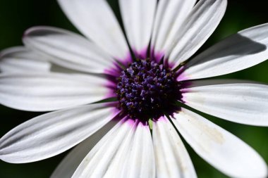 Bahçedeki güzel beyaz çiçekler