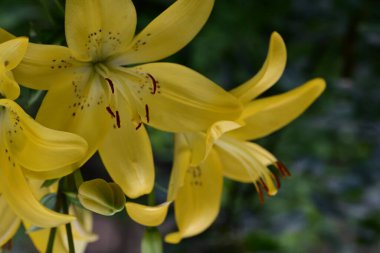 Bahçedeki sarı zambak çiçekleri