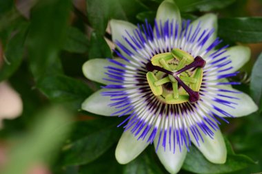 # Bahçedeki güzel çiçekleri #