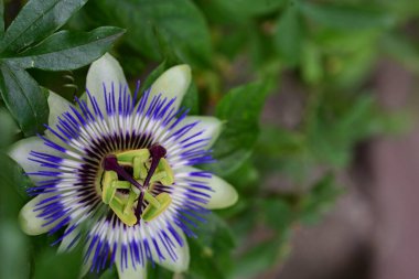 # Bahçedeki güzel çiçekleri #