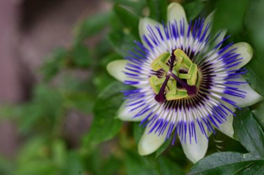 # Bahçedeki güzel çiçekleri #