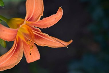 Turuncu Zambak çiçeğini kapat. 