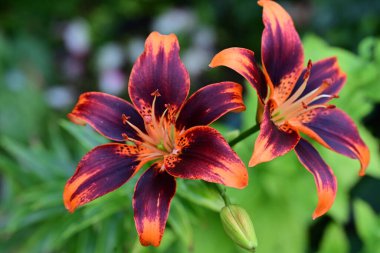 Kapalı - bahçede büyüyen güzel zambak manzarası