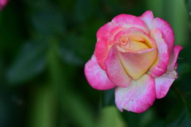 Pembe bir güle yaklaş.