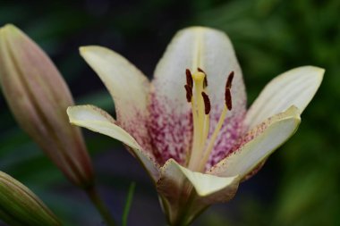 Kapalı - bahçede büyüyen güzel zambak manzarası