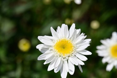 Bahçedeki güzel beyaz çiçekler