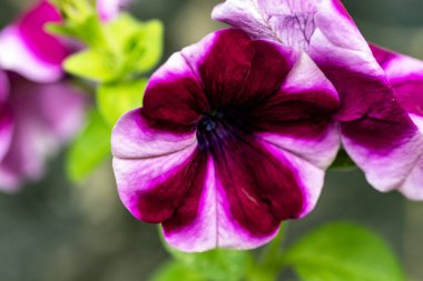 Bahçede açan güzel çiçeklerin yakın plan görüntüsü, çiçek arkaplanı.                      