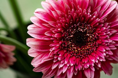 Bahçedeki güzel Gerbera çiçeğinin yakın görüntüsü 