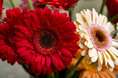Bahçedeki güzel Gerbera çiçeklerinin yakın görüntüsü 