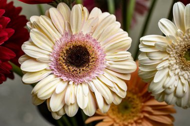 Bahçedeki güzel Gerbera çiçeklerinin yakın görüntüsü 