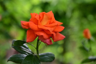 Bahçede güzel gül çiçeği yakın 