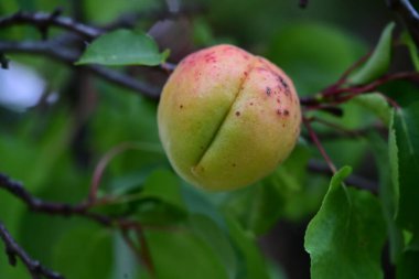 Bahçedeki ağaçtaki olgunlaşmamış kayısıları kapatın. 