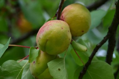 Bahçedeki ağaçtaki olgunlaşmamış kayısıları kapatın. 