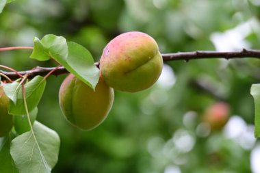 Bahçedeki ağaçtaki olgunlaşmamış kayısıları kapatın. 